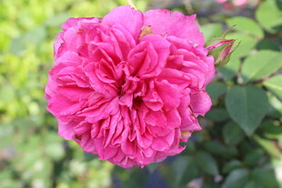 玫红色月季花
