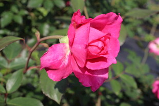 玫红色月季花