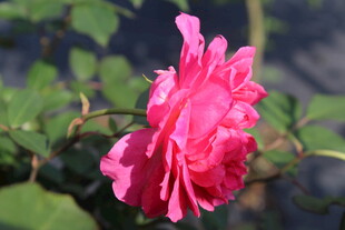 玫红色月季花