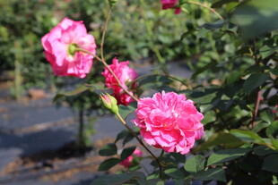 玫红色月季花