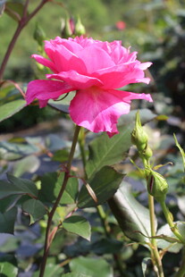 玫红色月季花
