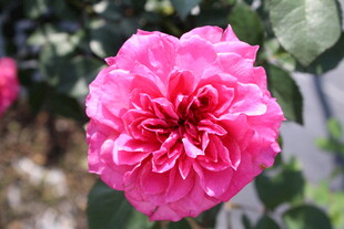玫红色月季花