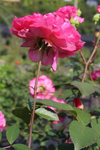 玫红色月季花