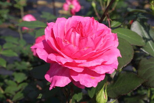 玫红色月季花