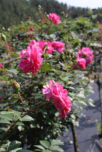 玫红色月季花