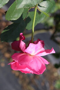 玫红色月季花
