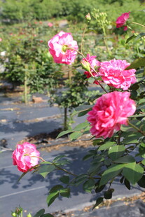 玫红色月季花