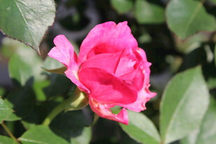 玫红色月季花