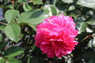玫红色月季花