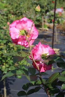 玫红色月季花