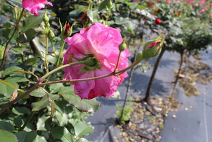 玫红色月季花
