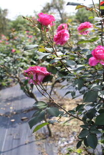 玫红色月季花