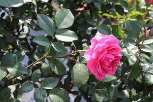 玫红色月季花