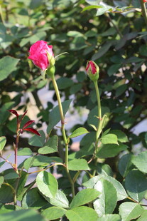 玫红色月季花