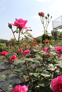 玫红色月季花