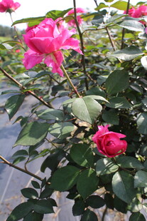 玫红色月季花