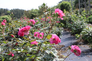 玫红色月季花