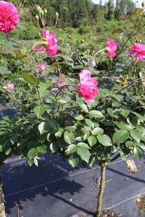 玫红色月季花