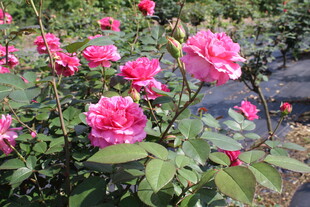 玫红色月季花