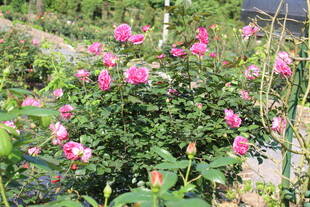玫红色月季花