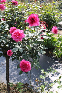 玫红色月季花