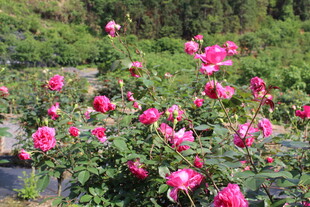 玫红色月季花