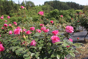 玫红色月季花