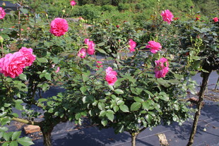 玫红色月季花