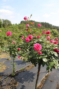 玫红色月季花