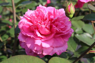 玫红色月季花
