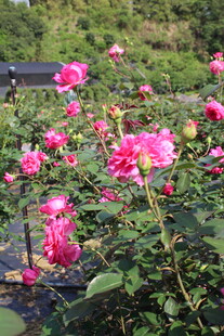 玫红色月季花