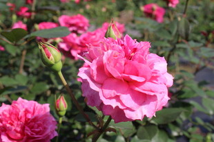 玫红色月季花