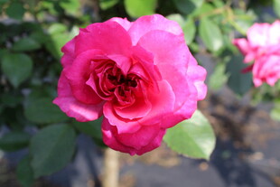 玫红色月季花
