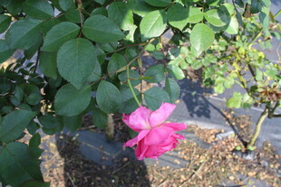 玫红色月季花