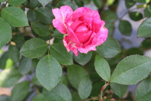 玫红色月季花