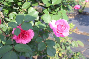 玫红色月季花