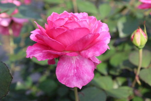 玫红色月季花