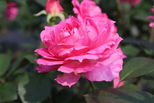 玫红色月季花