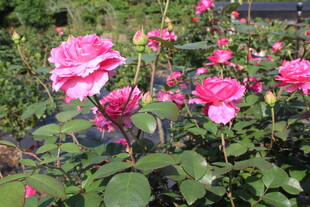 玫红色月季花