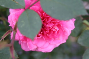 玫红色月季花