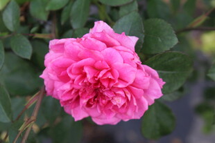 玫红色月季花