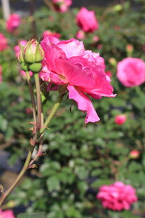 玫红色月季花