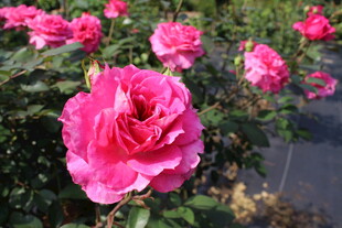 玫红色月季花
