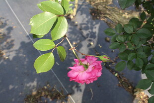 玫红色月季花