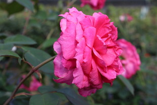 玫红色月季花