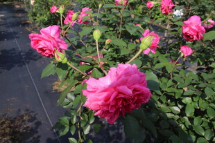 玫红色月季花