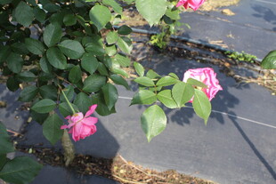 玫红色月季花