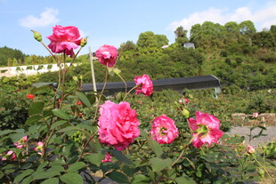 玫红色月季花