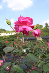 玫红色月季花