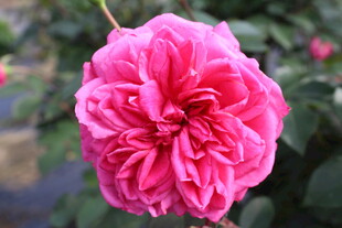 玫红色月季花